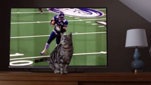 Buzzfeed brings cats to the Super Bowl